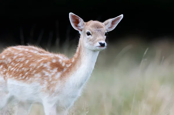 Close Fallow Deer Fawn Standing Meadow Autumn — Foto Stock