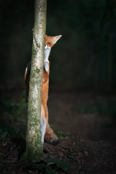 森の中の木の後ろに隠れている遊び心のある赤いキツネのクローズアップ — ストック写真