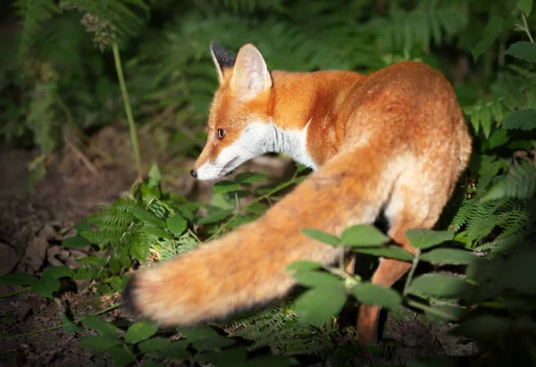 Close Red Fox Vulpes Vulpes Cub Forest — Stock Photo, Image