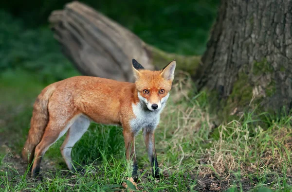 Родовище Червоної Лисиці Vulpes Vulpes Лісі Велика Британія — стокове фото