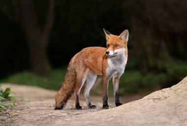 Kumlu bir yolda duran bir Kızıl Tilki 'nin (Vulpes vulpes) kapanışı, İngiltere.