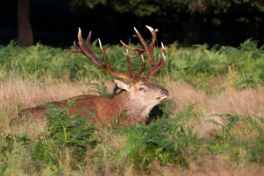 Birleşik Krallık 'ta çimenlerde yatan kızıl bir geyiğin portresi..