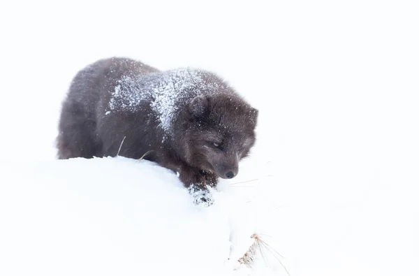 Nahaufnahme Eines Polarfuchses Schnee Winter Island — Stockfoto