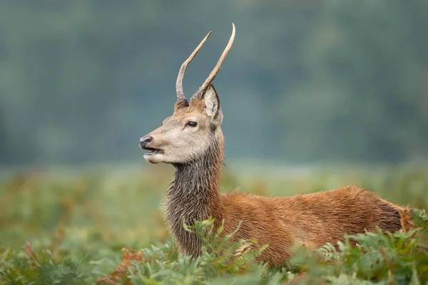 Közelkép Egy Fiatal Vörös Szarvas Szarvas Állva Bracken Egy Ködös — Stock Fotó