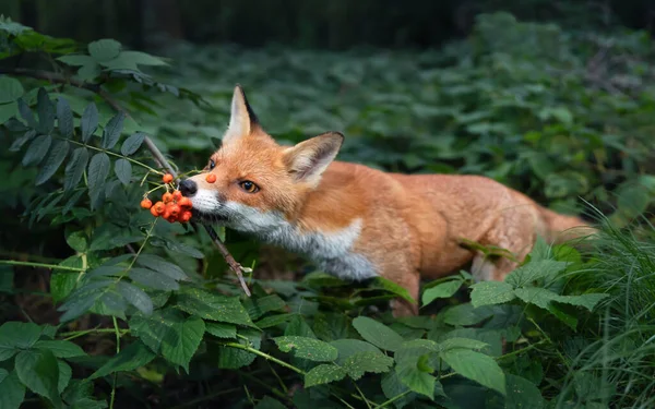 Close Red Fox Vulpes Vulpes Cub Smelling Rowan Berries Late — Stock Photo, Image