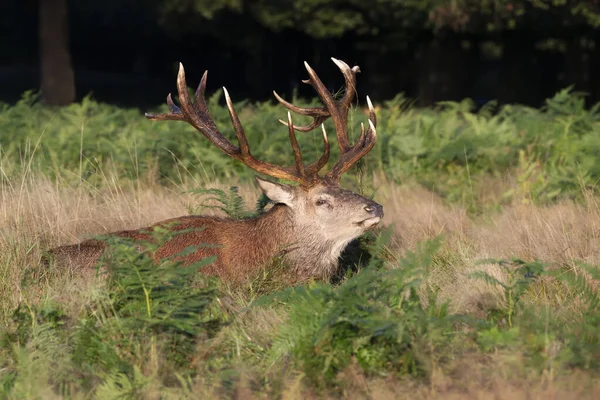 Birleşik Krallık 'ta çimenlerde yatan kızıl bir geyiğin portresi..