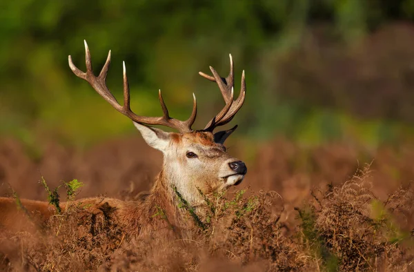 Portrait Red Deer Stag Autumn United Kingdom — 图库照片