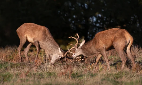 Close Red Deer Stags Fighting Rutting Season Autumn — Stock Photo, Image