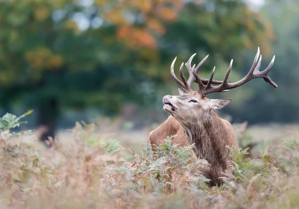 Close Red Deer Stag Rutting Season Autumn — Stock Photo, Image