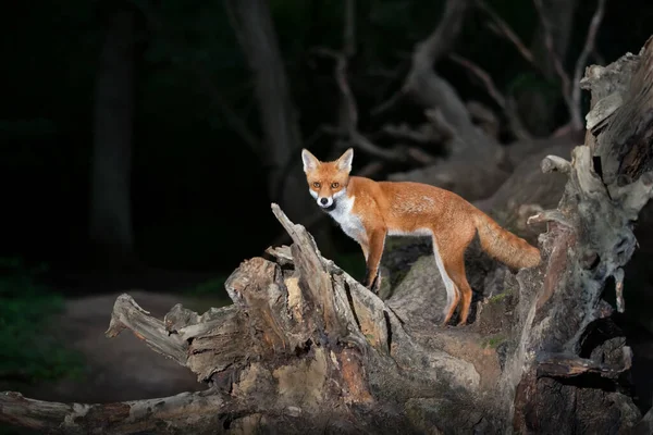 Red Fox Vulpes Vulpes Standing Tree Dark Background Forest — Zdjęcie stockowe