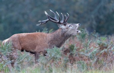 İngiltere 'de sonbaharda çiftleşme mevsiminde kızıl geyik geyiğinin yakın çekimi..