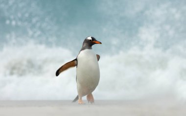 Falkland Adaları 'ndaki büyük dalgalara karşı kumlu bir sahilde yürüyen bir Gentoo pengueninin yakınına..
