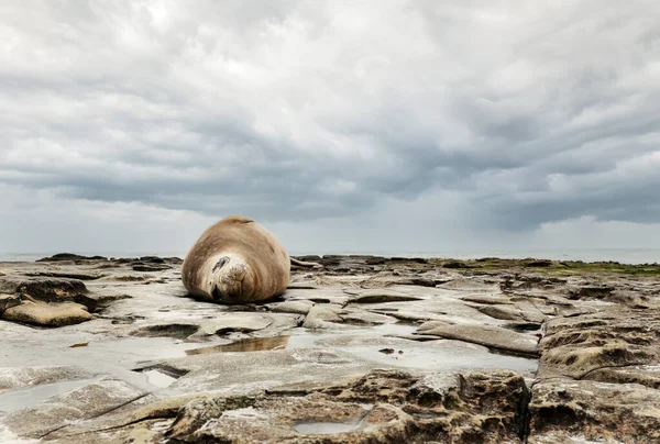 Close Southern Elephant Seal Lying Rocky Coast Falkland Islands — Stockfoto