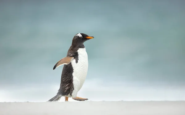 フォークランド諸島の砂浜を歩くGentooペンギンの閉鎖 — ストック写真