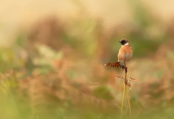 European Stonechat Perché Sur Une Branche Fougère Sur Fond Coloré — Photo