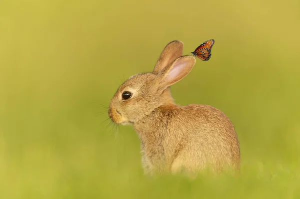 Close Cute Little Rabbit Butterfly Sitting Ear — стоковое фото