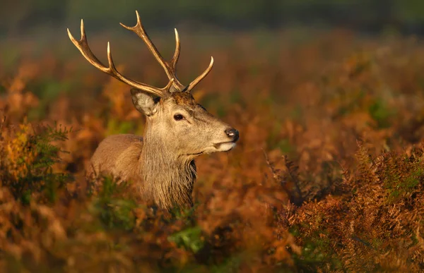 Portrait Young Red Deer Stag Autumn United Kingdom — Fotografia de Stock