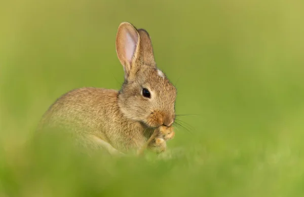 Close Cute Little Rabbit Preening Itself — Stockfoto
