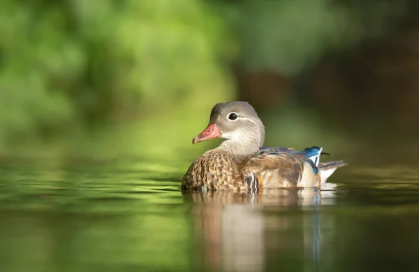 Female Mandarin Duck Widely Regarded World Most Beautiful Duck Swimming — Foto Stock