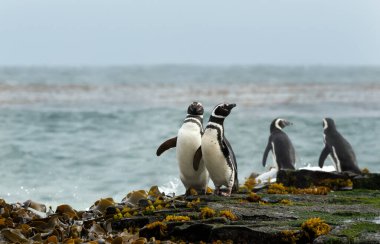 Close up of Magellanic penguins on a sandy beach in the Falkland Islands.