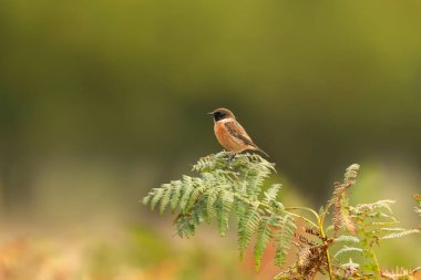 İngiltere 'nin doğal çevresindeki renkli arka plana karşı eğreltiotu dalına tüneyen Avrupa taşları. Parklardaki ve otlaklardaki kuşlar.