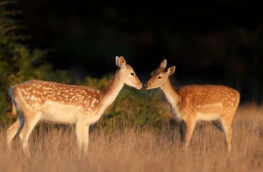 Close-up of young Fallow deer in the field of grass, UK.