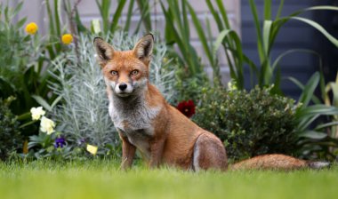 Close up of a red fox (Vulpes vulpes) in a garden, United Kingdom.