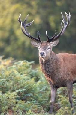 Sonbaharda eğrelti otları ayakta bir Red Deer geyik yakın çekim, İngiltere.