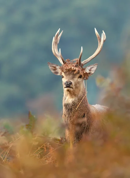 Close Red Deer Stag Antlers Decorated Ferns Vegetation Rut — стокове фото