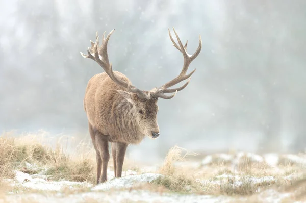 Primo Piano Cervo Rosso Inverno Regno Unito — Foto Stock