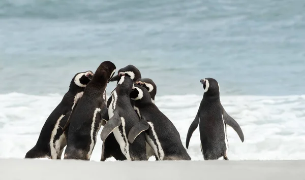 Группа Магеллановых Пингвинов Собралась Песчаном Пляже Солнечный Летний День Фолклендских — стоковое фото
