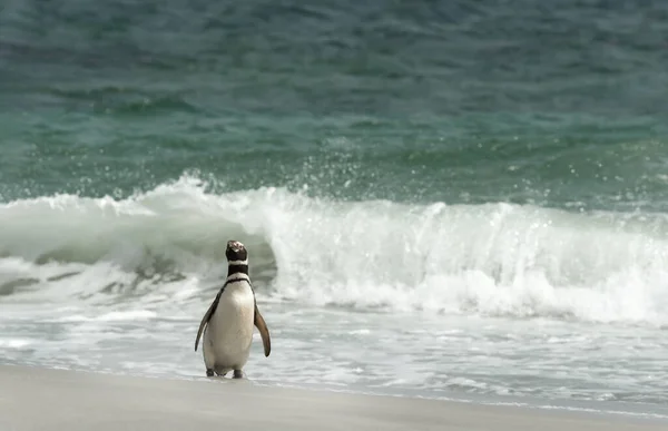 Pinguim Magalhães Uma Praia Areia Contra Grandes Ondas Nas Ilhas — Fotografia de Stock