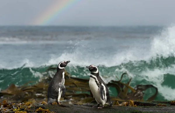 Δύο Πιγκουίνοι Του Μαγγελάνου Στέκονται Μια Ακτή Στις Νήσους Φώκλαντ — Φωτογραφία Αρχείου