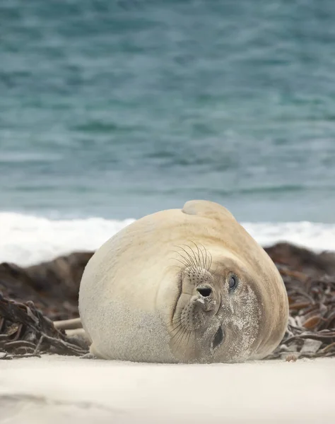 Großaufnahme Einer Südlichen Elefantenrobbe Die Einem Sandstrand Einem Küstengebiet Des — Stockfoto