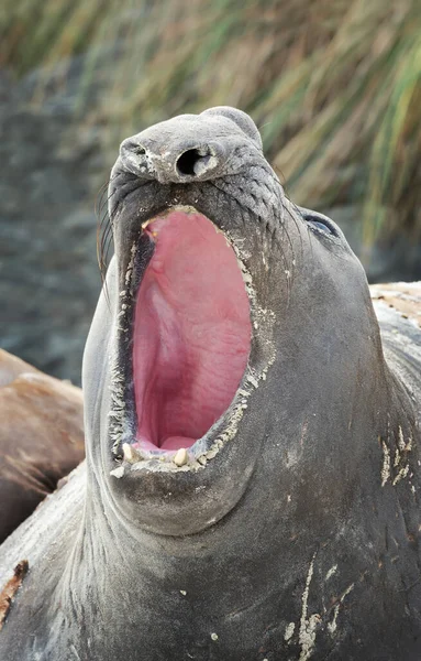 Close Southern Elephant Seal Roaring Coastal Area Falkland Islands — Stock Photo, Image