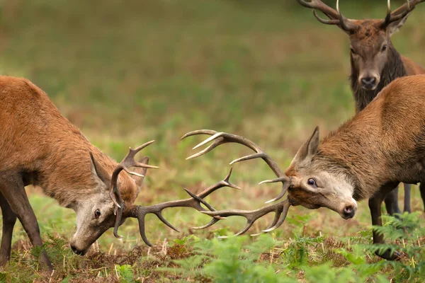 秋のルーティングシーズン中に2匹の赤い鹿のスタッグの戦いと観客の閉鎖 — ストック写真