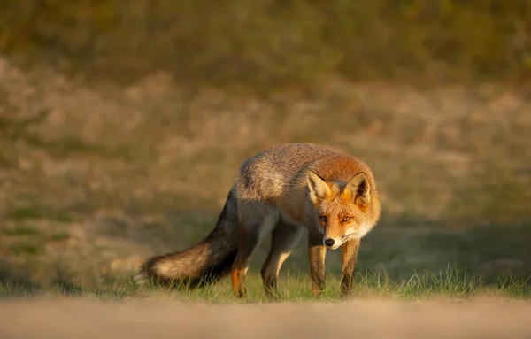 Close Red Fox Vulpes Vulpes Natural Habitat — 스톡 사진