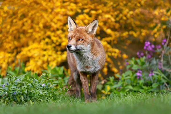 Close Red Fox Vulpes Vulpes Colorful Background Summer United Kingdom — стоковое фото