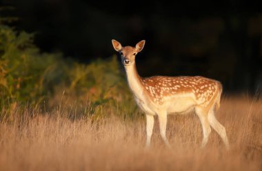 Çim alanında genç bir Alageyik yakın çekim, İngiltere