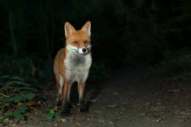 İngiltere 'de gece vakti ormanda bir Kızıl Tilki' nin (Vulpes vulpes) kapanışı..