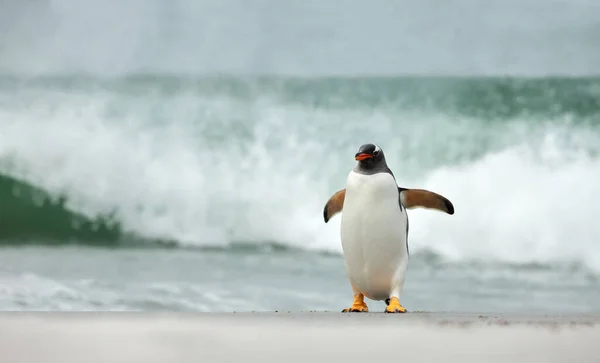 Detailní Záběr Tučňáka Gentoo Kráčejícího Písečné Pláži Proti Velkým Vlnám — Stock fotografie