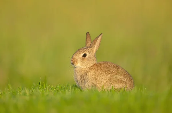 Close Cute Little Rabbit Sitting Grass — Stock Photo, Image
