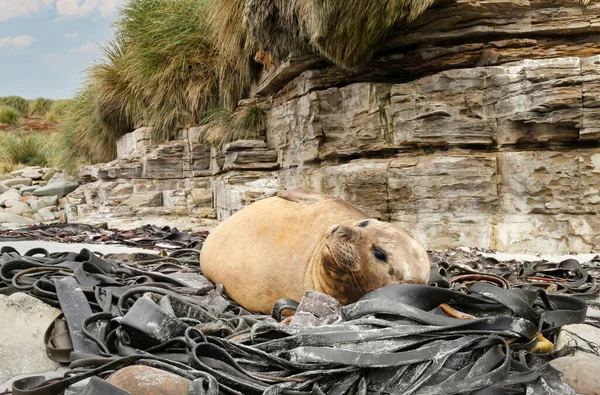 Gros Plan Éléphant Phoque Sud Couché Dans Les Algues Sur — Photo