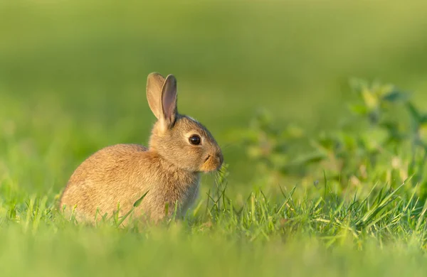 Close Van Een Schattig Konijntje Zittend Groen Gras — Stockfoto