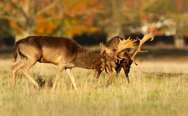 Two Fallow Deer Dama Dama Stags Fighting Each Other Rutting — Stock Photo, Image