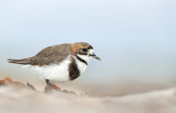 Close Two Banded Plover Sandy Beach Falkland Islands — Stock Photo, Image