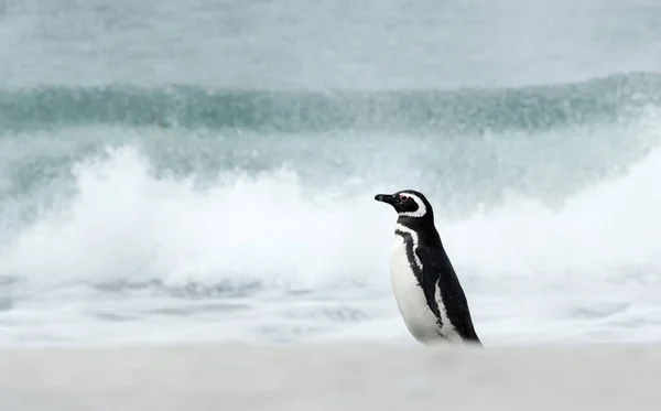 Magellanic Πιγκουίνος Στέκεται Μια Αμμώδη Παραλία Κατά Των Μεγάλων Κυμάτων — Φωτογραφία Αρχείου