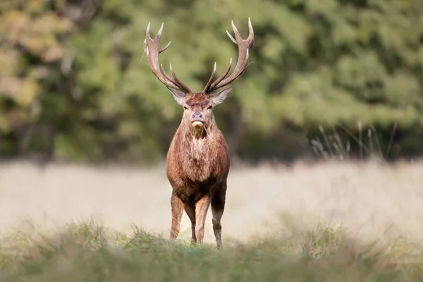 英国の芝生のフィールドに立っている赤い鹿のスタッグの閉じる — ストック写真