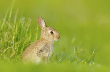 İngiltere 'de yeşil çimlerde oturan şirin küçük bir tavşana yaklaş..