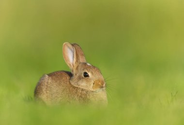 İngiltere 'de yeşil çimlerde oturan şirin küçük bir tavşana yaklaş..